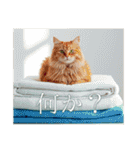 猫好きに送る おしゃれなスタンプ（個別スタンプ：31）