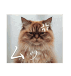 猫好きに送る おしゃれなスタンプ（個別スタンプ：37）