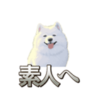 犬味 素人へ（個別スタンプ：1）