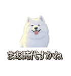 犬味 素人へ（個別スタンプ：4）