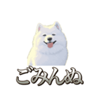 犬味 素人へ（個別スタンプ：5）