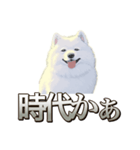犬味 素人へ（個別スタンプ：9）