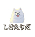 犬味 素人へ（個別スタンプ：10）
