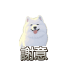 犬味 素人へ（個別スタンプ：11）