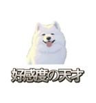 犬味 素人へ（個別スタンプ：12）