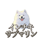 犬味 素人へ（個別スタンプ：13）