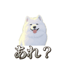 犬味 素人へ（個別スタンプ：14）