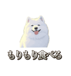 犬味 素人へ（個別スタンプ：16）