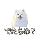 犬味 素人へ（個別スタンプ：19）