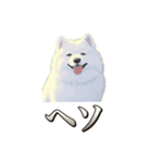犬味 素人へ（個別スタンプ：21）