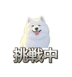 犬味 素人へ（個別スタンプ：22）