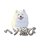 犬味 素人へ（個別スタンプ：23）