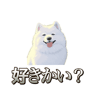 犬味 素人へ（個別スタンプ：25）