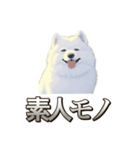 犬味 素人へ（個別スタンプ：30）
