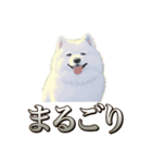 犬味 素人へ（個別スタンプ：31）