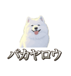 犬味 素人へ（個別スタンプ：33）