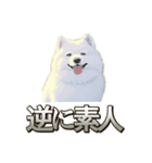 犬味 素人へ（個別スタンプ：34）