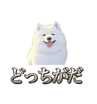 犬味 素人へ（個別スタンプ：36）