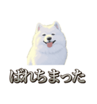 犬味 素人へ（個別スタンプ：37）