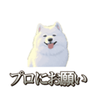 犬味 素人へ（個別スタンプ：38）