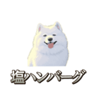 犬味 素人へ（個別スタンプ：39）