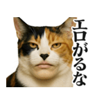 圧の強いミューイング猫（個別スタンプ：1）