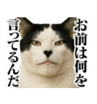圧の強いミューイング猫（個別スタンプ：3）