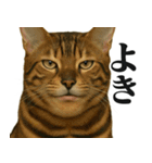 圧の強いミューイング猫（個別スタンプ：4）