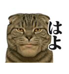 圧の強いミューイング猫（個別スタンプ：8）