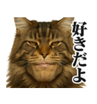 圧の強いミューイング猫（個別スタンプ：11）