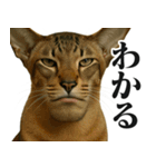 圧の強いミューイング猫（個別スタンプ：12）