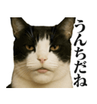 圧の強いミューイング猫（個別スタンプ：13）