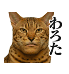 圧の強いミューイング猫（個別スタンプ：14）