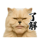 圧の強いミューイング猫（個別スタンプ：15）