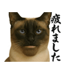 圧の強いミューイング猫（個別スタンプ：16）