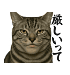圧の強いミューイング猫（個別スタンプ：17）