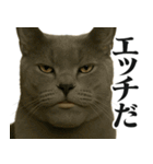圧の強いミューイング猫（個別スタンプ：18）