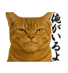 圧の強いミューイング猫（個別スタンプ：19）