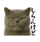 圧の強いミューイング猫（個別スタンプ：20）