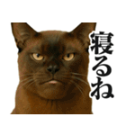 圧の強いミューイング猫（個別スタンプ：21）