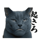 圧の強いミューイング猫（個別スタンプ：22）