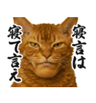 圧の強いミューイング猫（個別スタンプ：23）