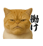 圧の強いミューイング猫（個別スタンプ：24）