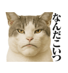 圧の強いミューイング猫（個別スタンプ：25）