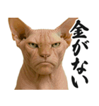 圧の強いミューイング猫（個別スタンプ：27）