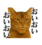 圧の強いミューイング猫（個別スタンプ：28）