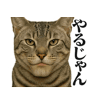 圧の強いミューイング猫（個別スタンプ：29）
