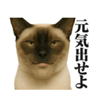 圧の強いミューイング猫（個別スタンプ：30）