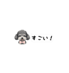 省スペース・吹き出し トイプードル（個別スタンプ：27）