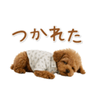 ネガティブな癒しトイプードル茶（個別スタンプ：5）